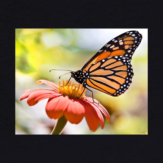 Monarch Butterfly by Chris Lord